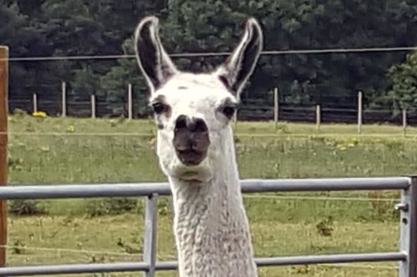 Fifi, the llama the University of Reading used to develop nanobodies.