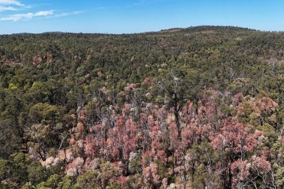 Dying trees are evident in the jarrah forests in WA.