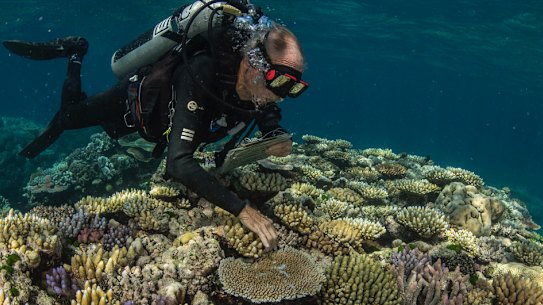 The 'godfather of coral’ and Living Coral Biobank Project partner, Dr Charlie Veron, examines biodiversity on the reef. 