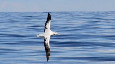 A wandering albatross photographed off the NSW coastline by bird watchers.