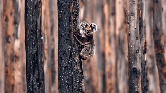 A koala in a tree on Kangaroo Island, South Australia: “They were lying defeated on the ground, desperate for water. Usually they’d be doing all they could to get away from us.” CREDIT: RICKY CARIOTI/THE WASHINGTON POST VIA GETTY IMAGES