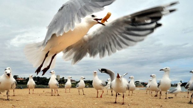 A victorious seagull with a chip at Brighton beach.