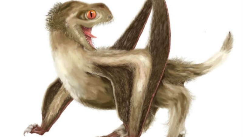 Extinct flying reptiles had rudimentary feathers