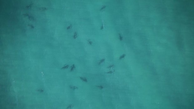 Up to 60 bull sharks were seen at Ballina's Lighthouse Beach last week.