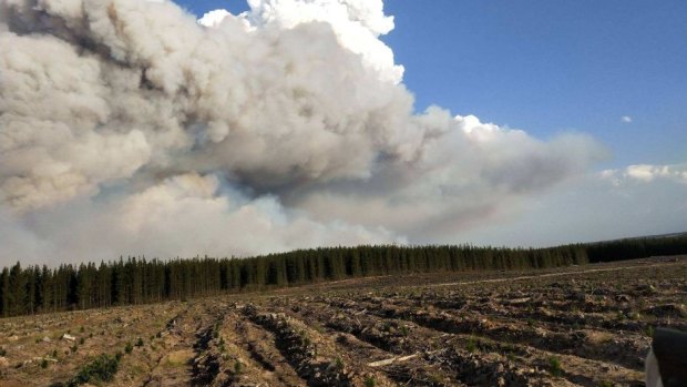 The fire is burning in part of a pine plantation.