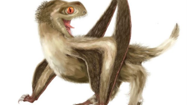 An artist's impression of a pterosaur, which had short, hair-like feathers.