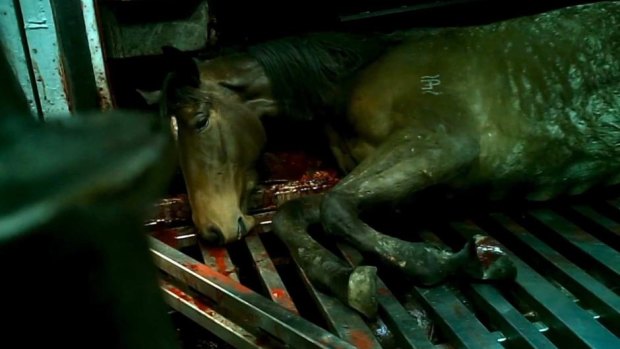 A racehorse in a slaughterhouse.
