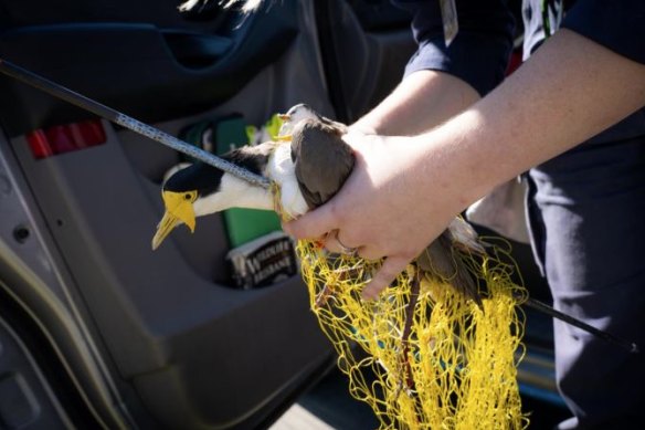 Queensland man Tony Ivan Neindorf has been fined $1250 after shooting a bird through the chest with an arrow to “scare it away”.  