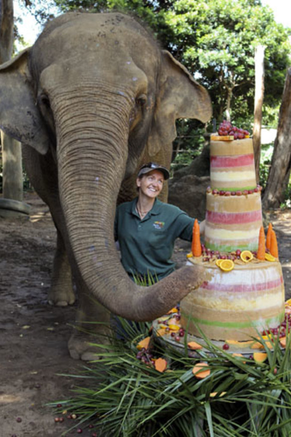 Elephant Tricia celebrates her birthday with a cake made from fruits and Sultana Bran.