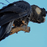 Black cockatoos are in dire straits across WA. 