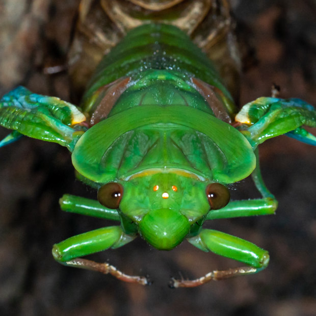 A greengrocer cicada emerges from its shell. 