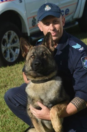 Police dog Rambo was hit by a vehicle while on duty. 