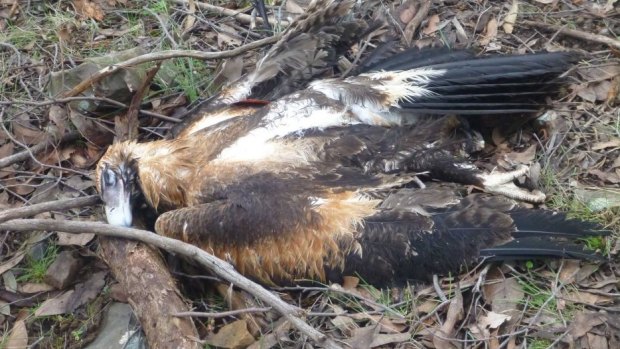 A wedge-tailed eagle is found shot and dumped in Black Range State Forest, near three other dead birds, in 2017.