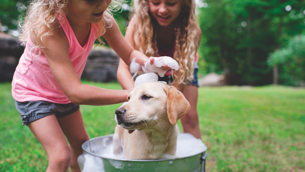 Following correct dog bathing can help skin problems.