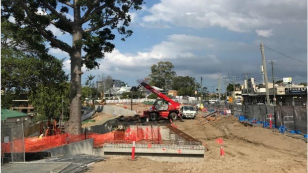 Kauri pines successfully protected in upgrade project