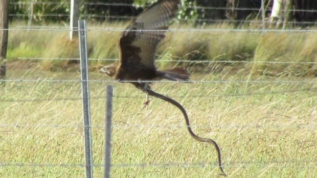 A brown falcon with a brown snake at a Hunter property.
