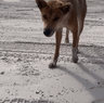 Dingo GIF