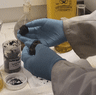 Cooking oil, poo and drugs: Mystery of grime balls on Sydney beaches solved