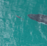 A new study finds that whales and dolphins play together.