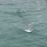 A whale spotted at Bundeena. 