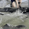 The muddy green waters of a Riverina fish farm counterintuitively produce the purest tasting fish.