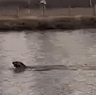 A seal was spotted in Footscray on Monday morning.
