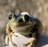 In the heart of industrial Greenacre, a frog sanctuary teems with life