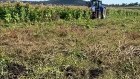 Illegal tobacco is mostly imported, but some is grown in Australia.