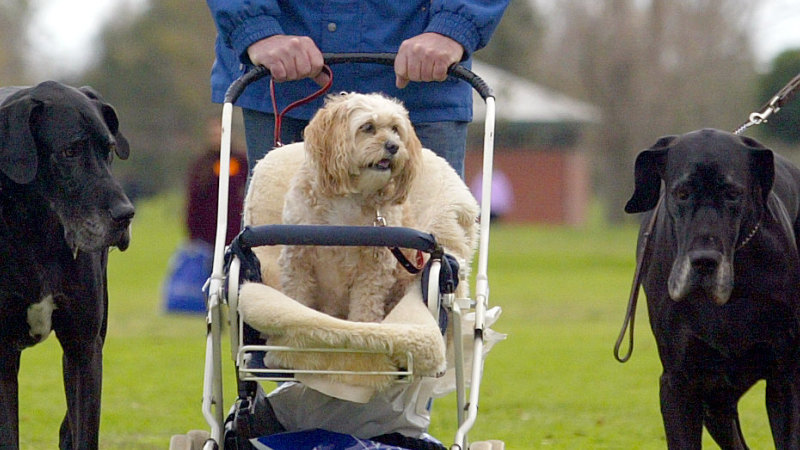 I’m a bona fido dog lover, but stop telling me a fur baby is the same as a kid