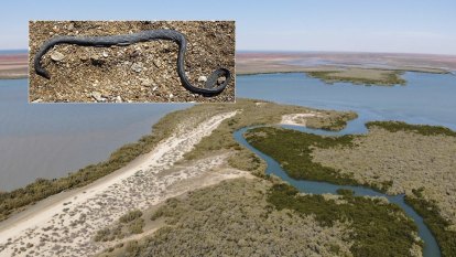 Paddler’s snake find a ‘rare and exciting’ piece for Exmouth puzzle