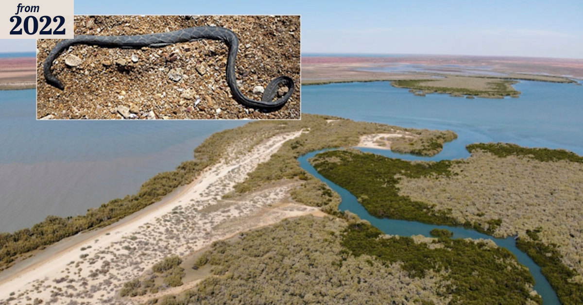 Western Australian hotspot for sea snakes needs more research after ...