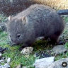 9.3 million views: Our most popular Instagram star is a dancing wombat