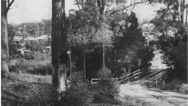An image of the Aboriginal scarred tree from the 1950s at Toowong, which is now threatened by expansion plans of the science and mathematics campus.