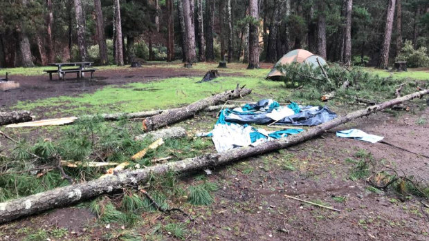 The tree crushed the family's tent, injuring everyone inside and killing their pet dog. 