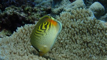 Butterflyfish lost their favourite source of food during mass coral bleachings in 2015-16, with subsequent important changes of behaviour.
