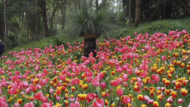 Singaporeans are among the chief tourist groups to visit the tulip festival and other Araluen attractions. 