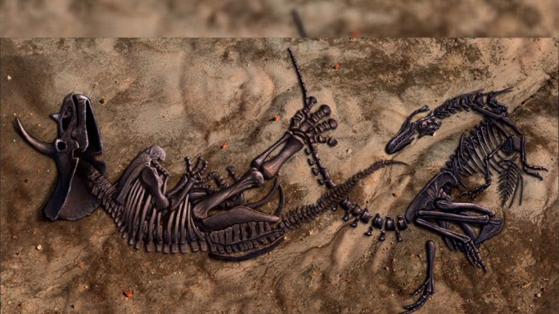 Dueling Dinosaurs fossil secrets being unlocked by Australian scientists