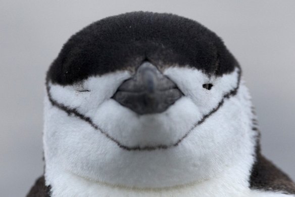 A Chinstrap penguin on the coast near the town of Villa Las Estrellas at King George Island, Antarctica. Their beady little eyes, squarish torsos and adorable waddling make penguins one of the main attractions for tourists who visit Antarctica. 