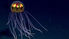 A bioluminescent jellyfish hovers above the seafloor in the Marianas Trench.