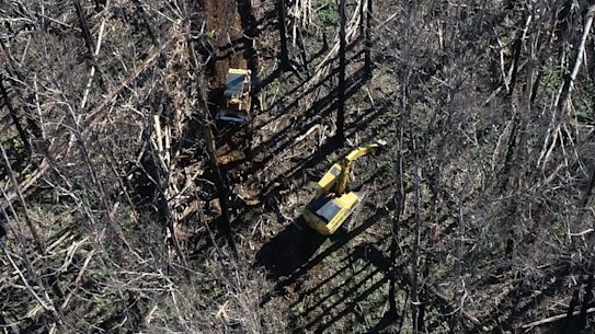 Salvage logging south of Victoria's Alpine National Park.