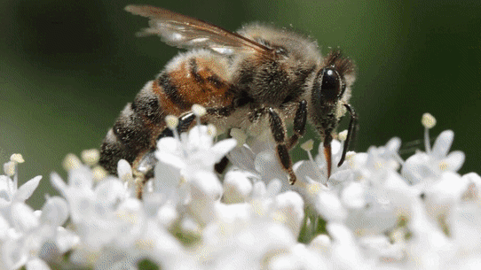 GIF: Insect populations are declining due to pesticide use. 