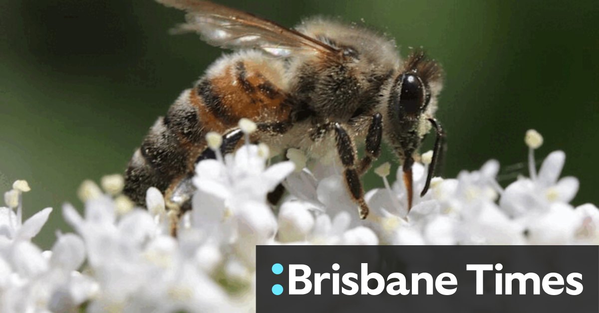 Call to restrict neonic pesticides in Australia - Vimarsana News