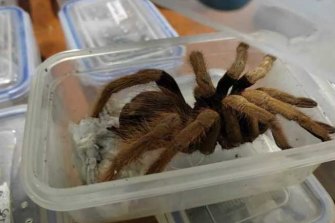 The Tarantulas were destined for Europe,  where there is a flourishing black market among collectors. 