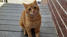 Cats are more at risk of bird flu so if you’re not already containing them inside, now is the time to start.