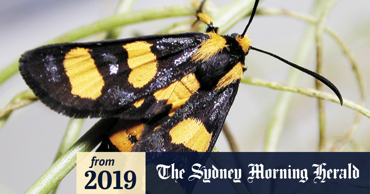 Black Moths Australia