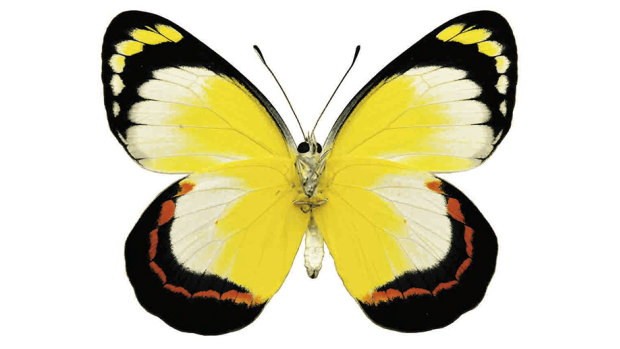 Mangrove Jezebel butterfly, which feeds off a poisonous mangrove, the sap from which can temporarily blind a human eye.