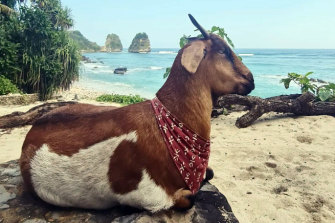 The abandoned goat that now lives in five-star island luxury