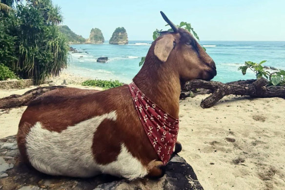 Living the dream: Bonnie the goat.