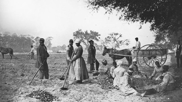 Slaves on the James Hopkinson Plantation planting sweet potatoes, circa 1862, in South Carolina.
