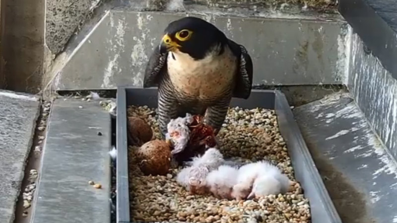 peregrine falcon live cam 2020